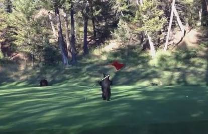 Preslatko: U partiji golfa ih prekinuo zaigrani medvjedić 