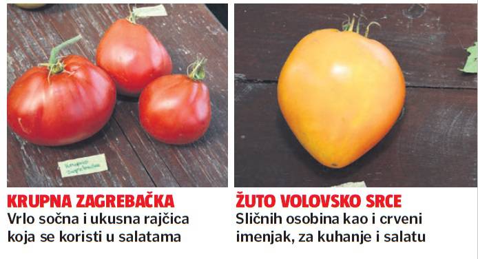 Kraljica rajčica: Trudi u svom vrtu ima 2000 sorti iz svijeta