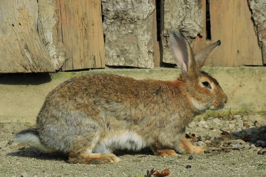 Zagrebački zoološki vrt