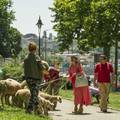 U hit komediji "Stado" na tapeti Hrvati, Slovenci i Srbi