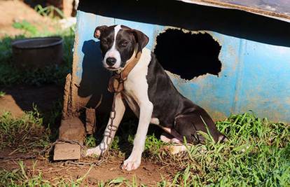 Opasne pasmine: Vlasnik pasa kažnjen sa 100 milijuna dolara