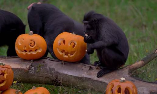 VIDEO Majmunima već stigao Halloween, pohitali po bundeve