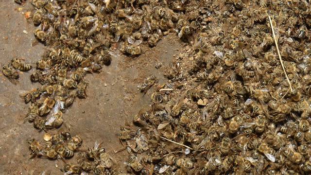 Misterij mrtvih pčela: Samo kod Preloga je umrlo 10 košnica, u Međimurju ih skupljaju lopatom