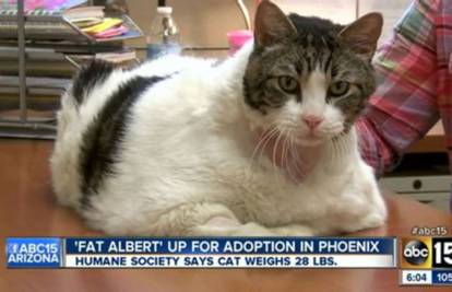 Mačak Debeli Albert, težak 12 kilograma, traži topli dom