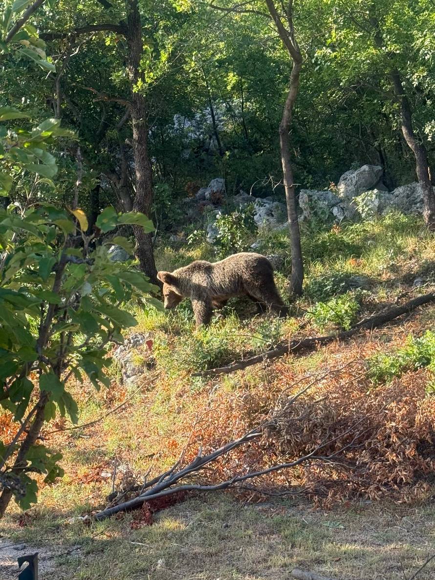 VIDEO Medo se vratio po još! Nakon smokvi, opet im upao u dvorište i bacio se na bademe