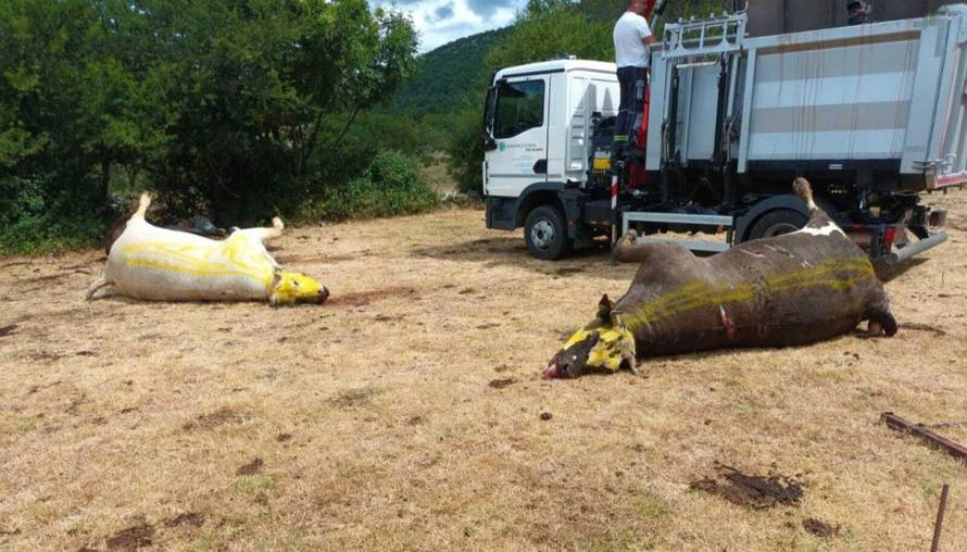 UZNEMIRUJUĆE Misteriozni pomor stoke u Zagori: 'U deset dana ostao sam bez 11 krava!'
