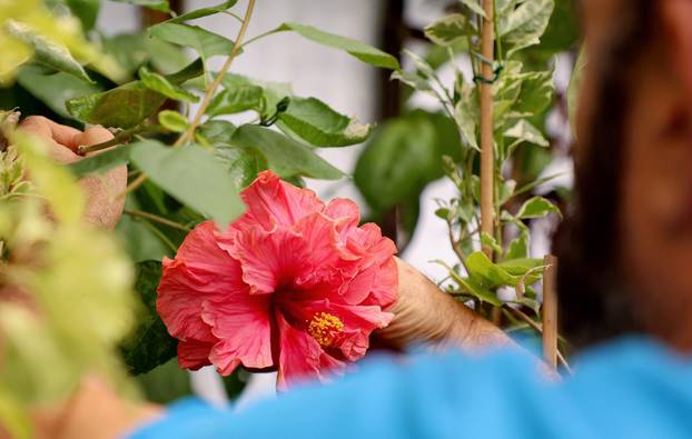 Split: Denis Bojčić, kolekcionar bugenvila