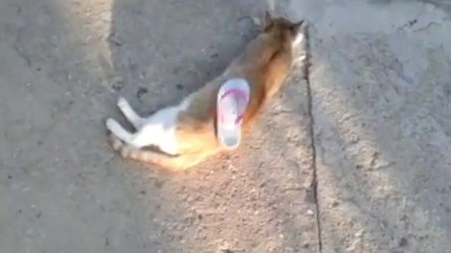 Nema odmaranja: Mačku je pogodio japankom dok je ležala