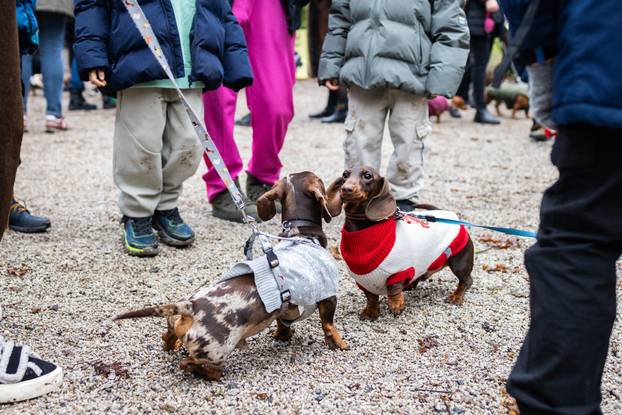 Zagreb: Adventska špica jazavčara 