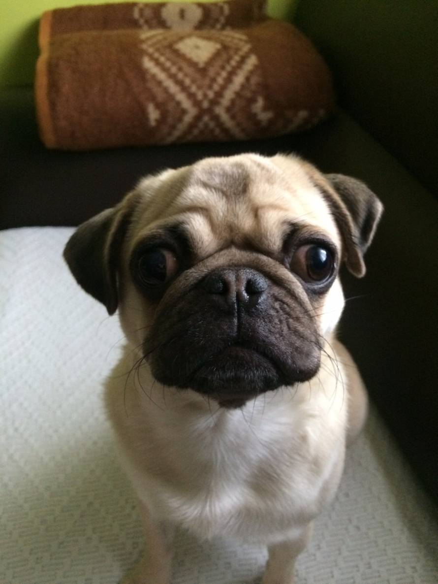 24ljubimci/Fotografije čitatelja