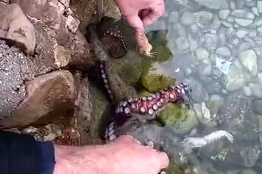 Hobotnica Joško prognozira