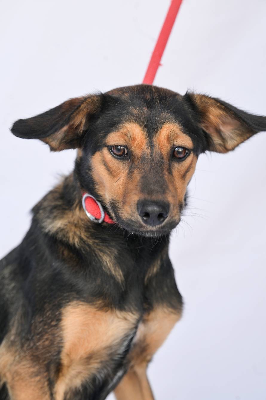 Psi iz Skloništa za nezbrinute životinje Grada Zagreba-Dumovec