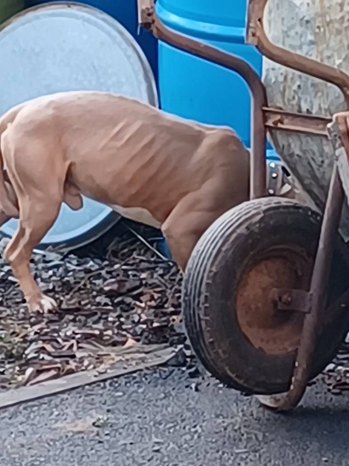 Pas u Bjelovaru od muke izgrizao vrata kuće: 'Gazda mu je ubacio hranu i ostavio ga'