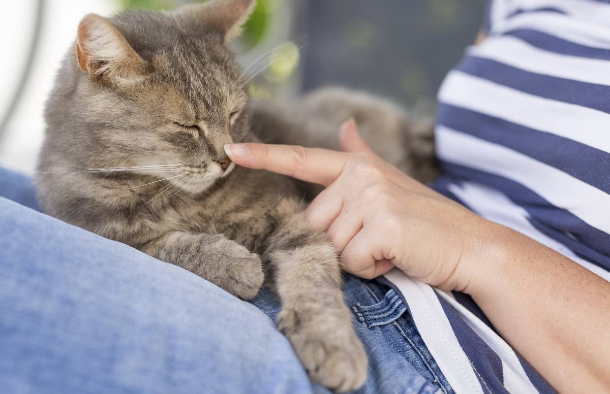 'Glume' nezainteresiranost: Mačke se zapravo puno više emotivno vežu za ljude nego psi
