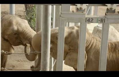 Nakon 37 godina Mila je upoznala drugog slona