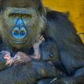 U bristolskome Zoo-u na svijet došlo mladunče ugrožene gorile