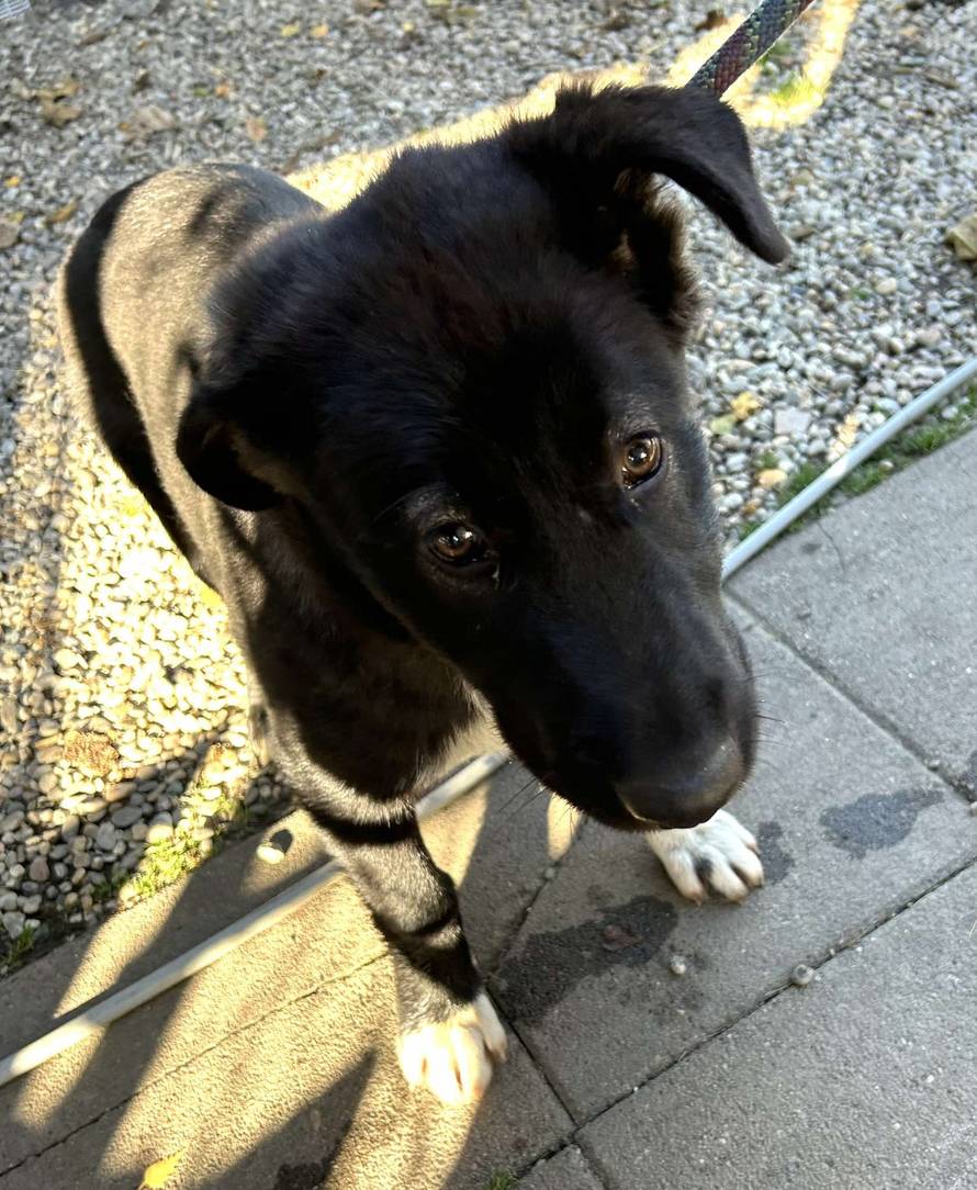 Iz romskog naselja u Međimurju spasili 37 pasa: 'Bez nadzora tu lutaju, a mačke ni ne prežive...'