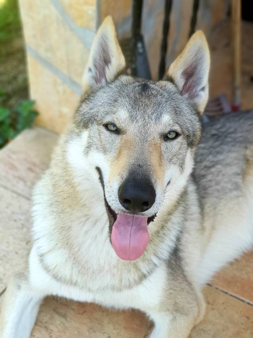 Očajni vlasnici: Naš Aki nestao je kod Rijeke. Nudimo 10.000 €