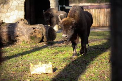 FOTO 'Djed Mraz' stigao u ZOO Zagreb i donio poslastice za sve