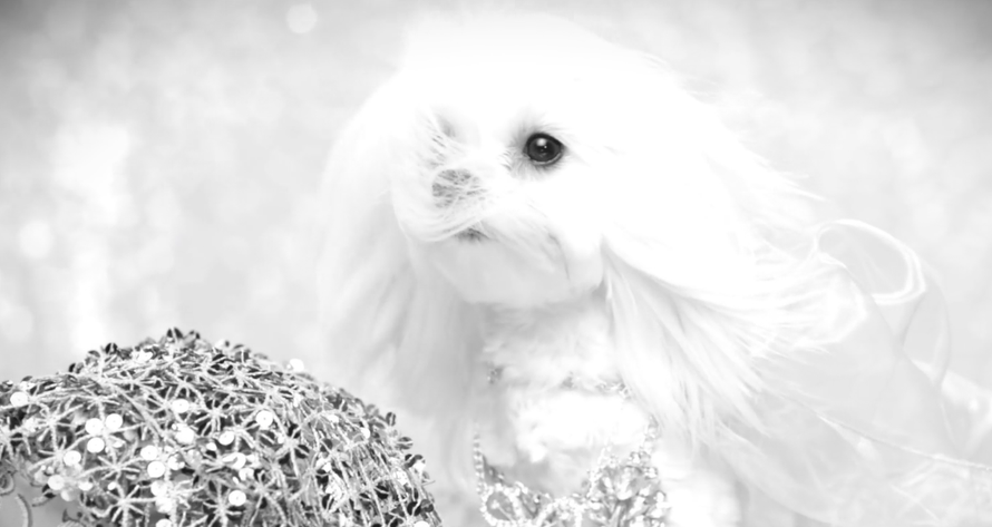 Bivši ju nije prebolio: Mariah Carey 'pretvorio' u maltezera