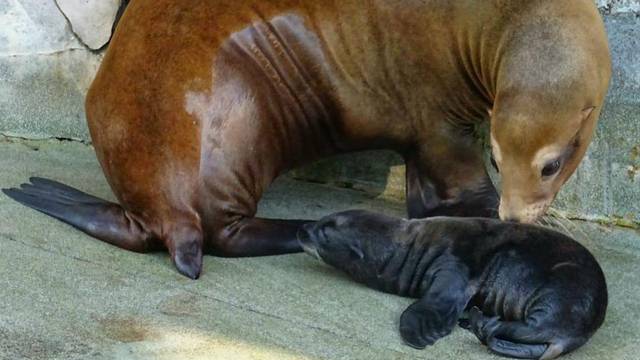 Najslađi video: Zagrebačka beba morskog lava mazi se sa svojom mamom u Zoološkom