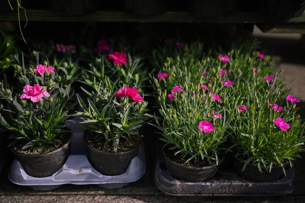 24sata Zagreb: Ponuda cvijeća na Dolcu 