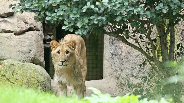 New Lions explore their enclosure at the zoo in Leipzig
