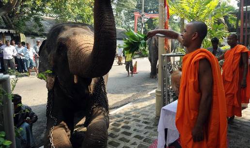 Budisti pripremaju slonove za vjersku procesiju