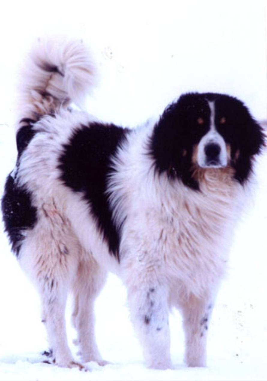 Hrvatski kinološki savez