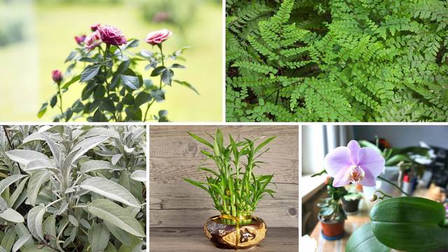 Osam biljaka koje donose sreću