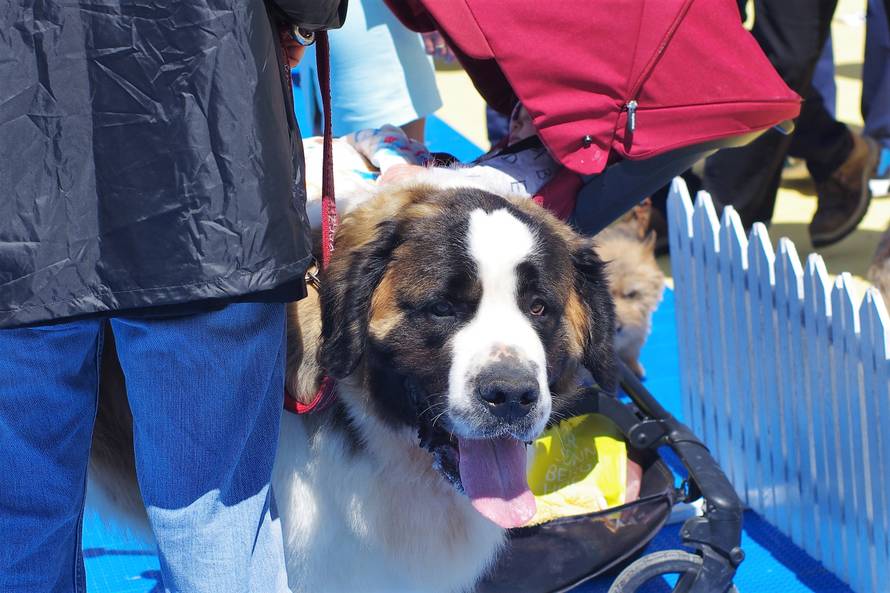 Pseći show: Američki golokoži u ringu s moskovskim čuvarom