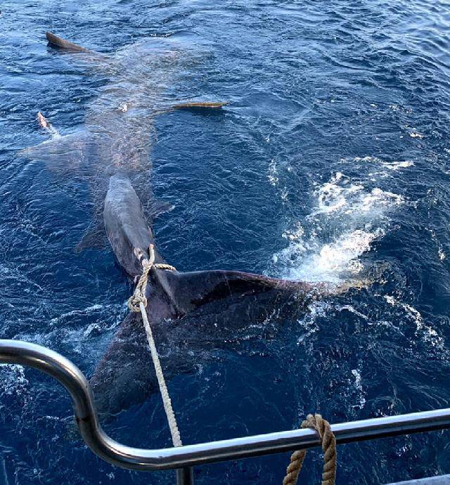 U Istri u ribarsku mrežu ulovili morskog psa dugog 8 metara!