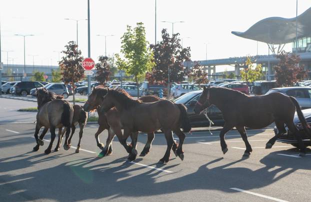 Zagreb: Konji nepoznatog vlasnika slobodno šetaju parkiralištem Zračne luke Franjo Tuđman, intervenirala policija