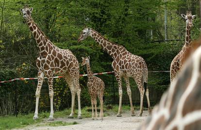 Žirafe na 'crvenoj listi': U 30 godina broj im se prepolovio