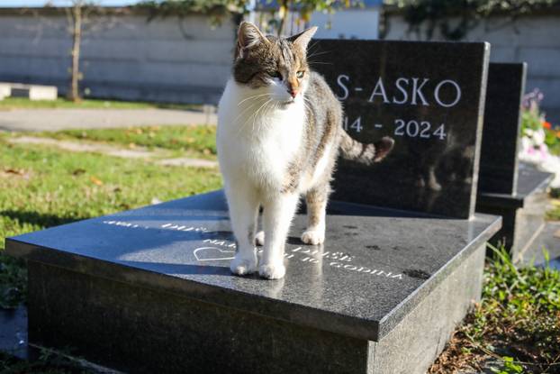 Zagreb: Groblje kućnih ljubimaca u Dumovcu obišao je jedino jedan mačak