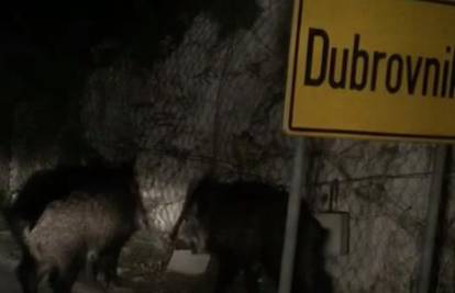 Nije ih bilo strah: Dva vepra trčala po cesti kod Dubrovnika
