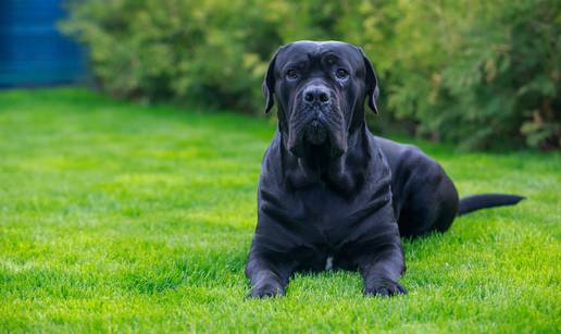 Cane Corso: Veličanstveni čuvar s nježnim srcem