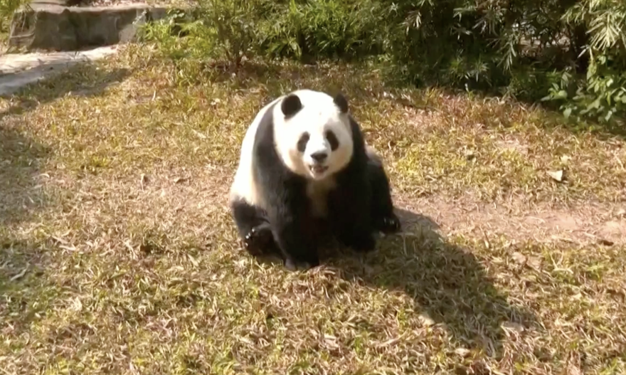 Slatke pande privlače veliki broj građana u lokalni zoološki vrt