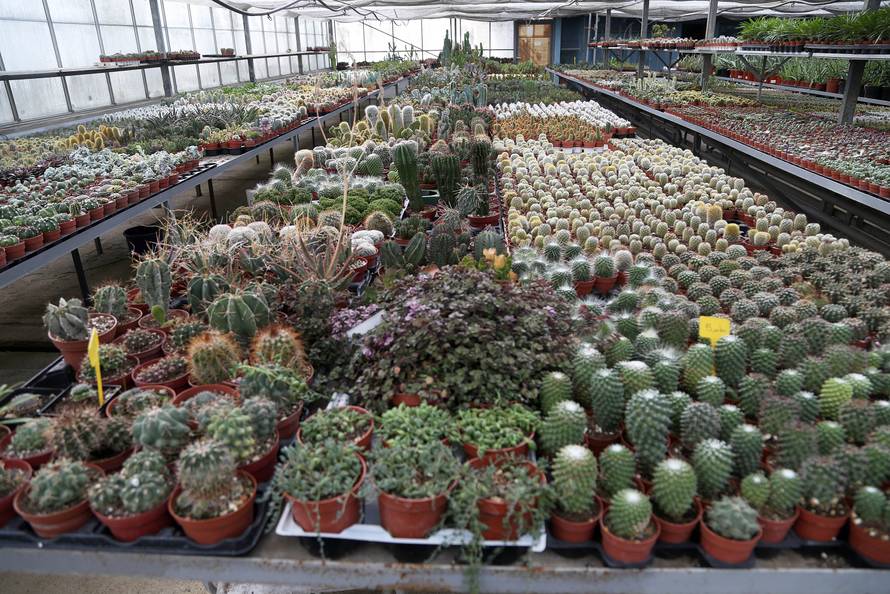 'Kralj kaktusa' ima 50 tisuća primjeraka u svom stakleniku