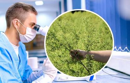 Stručnjaci ne mogu vjerovati: 'Biljka iz Hercegovine pomaže u liječenju korona virusa!'