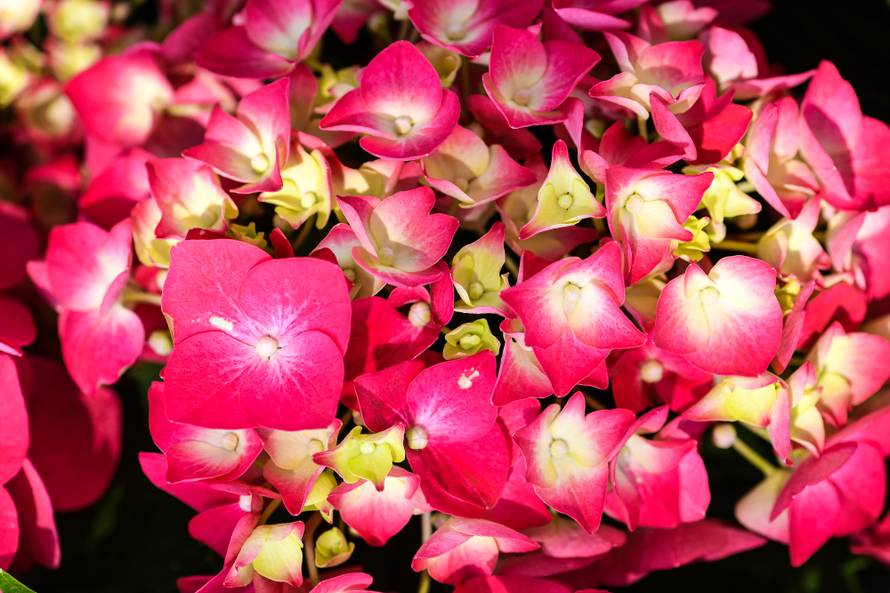 Floraart: Sadnice cvijeća od 2 kune, a za 25 mini vrt u posudi