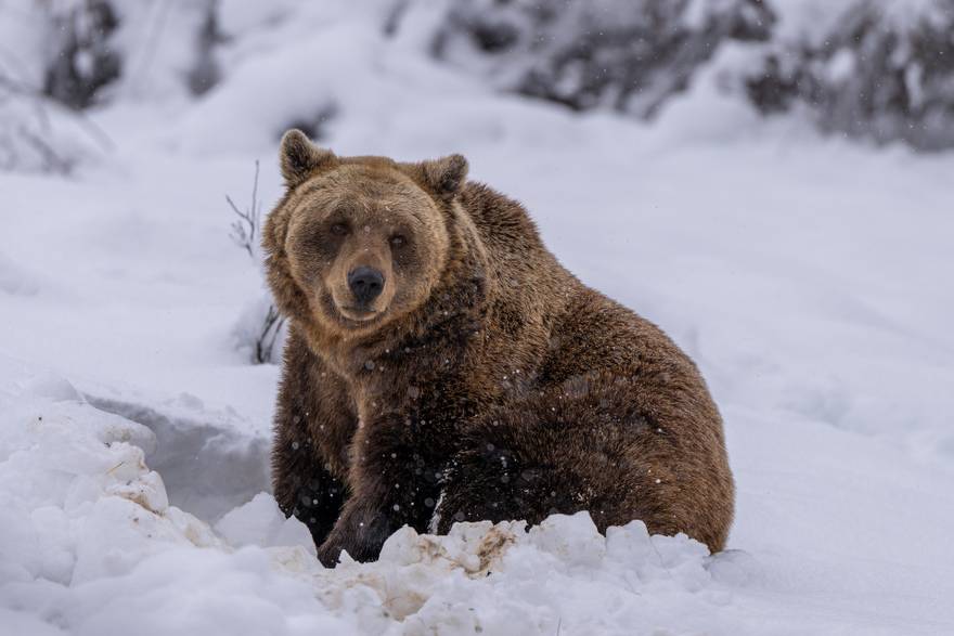 Medvjedi u Kuterevu uživaju u snijegu, zimski san još će malo pričekati