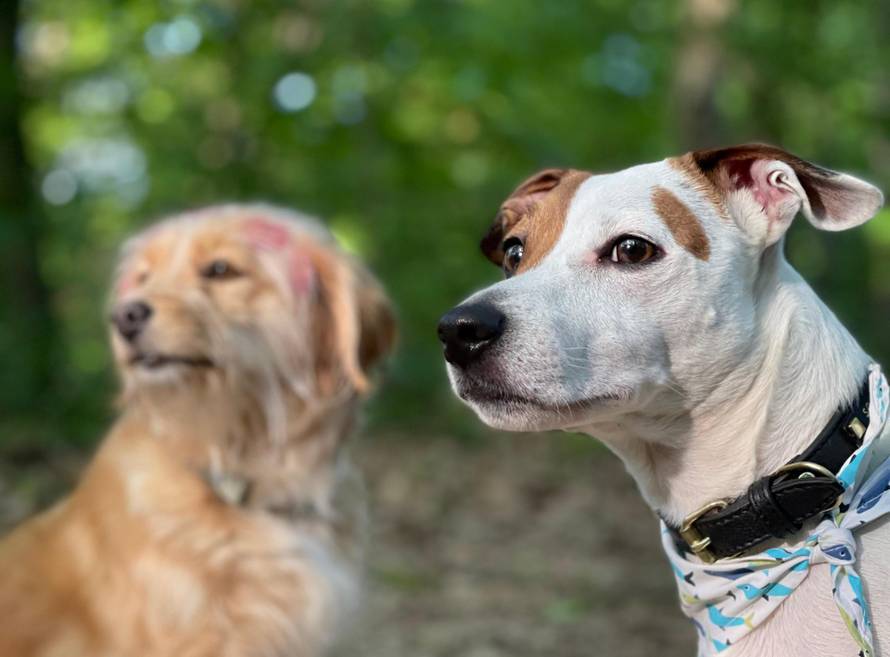 Otkrivena su najpopularnija imena pasa za 2025. Je li ime vašeg ljubimca na popisu?