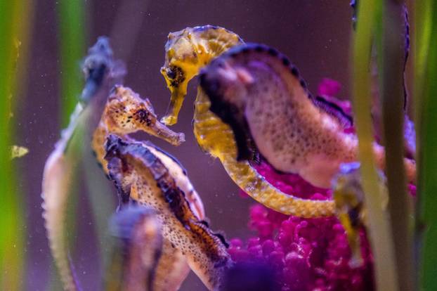 U Pulski aquarium iz Njemačke je stiglo čak 20 morskih konjica