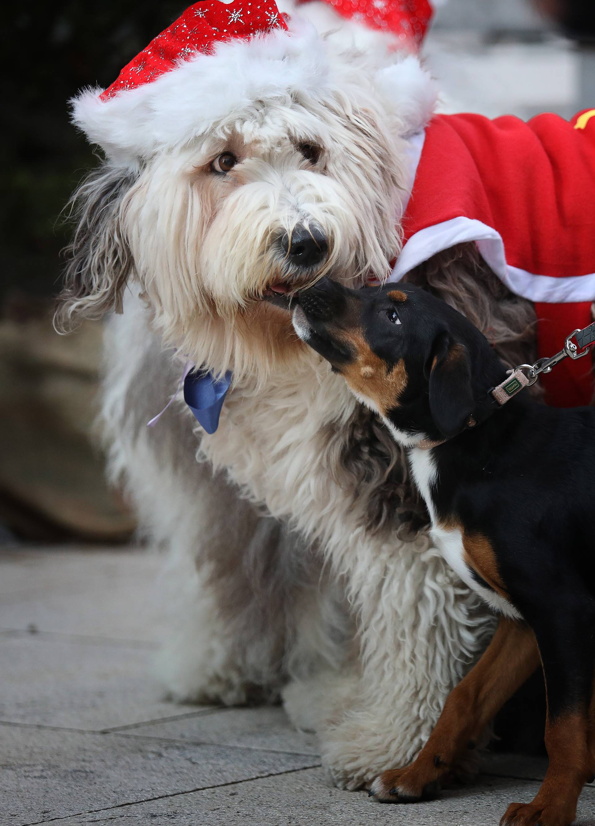 U Crikvenici održan Dog New Year's party, novogodišnji party za četveronožne ljubimce