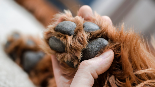 Znate li da psi hodaju samo na prstima? Evo kako njegovati njihove šape tijekom zime