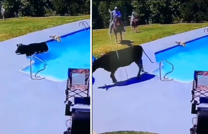 Ovo da nije snimljeno... nitko ne bi vjerovao: Dva psa, krava bježi, bazen i kauboj s lasom!