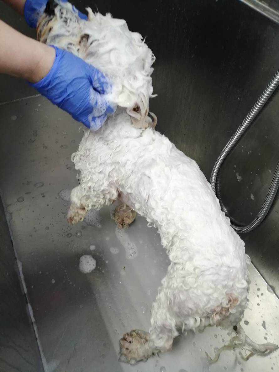 Psi zapetljani u koroni, saloni su popunjeni skoro do lipnja