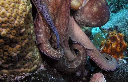Hobotnica bila u bijegu pet dana pa zaslužila slobodu