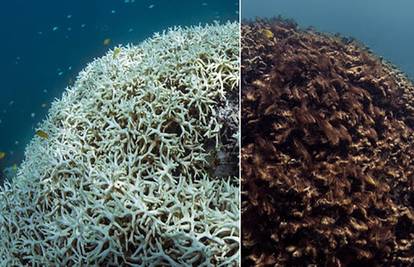 Znanstvenici se boje najgoreg: 'Koraljni greben polako umire'